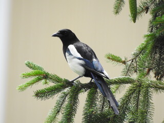 animal