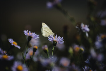 butterfly on a flower