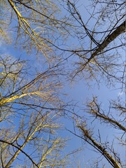dry tree branches on a background of blue sky in autumn in a daytime bottom up view
