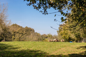Sheep in a sunny meadow in autumn