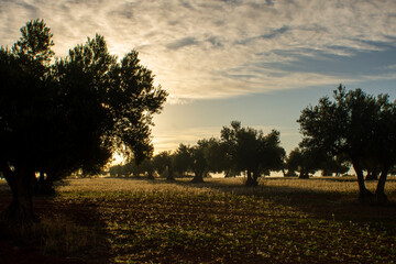 Olivar a contraluz al amanecer en Otoño.
