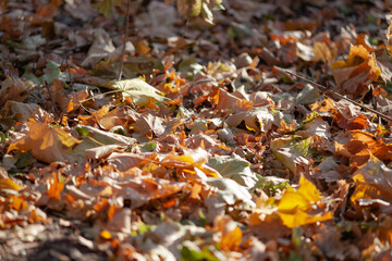 yellow maple leaves on the ground with blurry background, used as a background or texture, soft focus