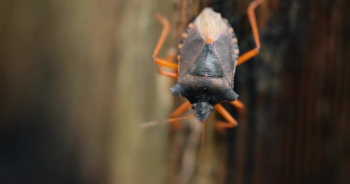 Forest bug or red-legged shieldbug (Pentatoma rufipes) is a species of shield bug in the family Pentatomidae, commonly found in most of Europe. It inhabits forests, woodlands, orchards, and gardens
