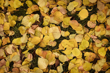 Autumn. Colorful leaves lie on the grass. Autumn background