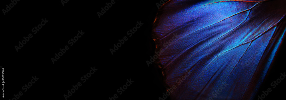 Poster wings of a butterfly morpho texture background. morpho butterfly. copy space.