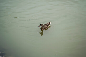 Wild ducks swimming in the Dumbrava lake, Sibiu, Romania.