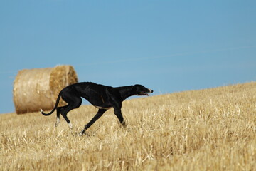 Spanish greyhound in mechanical hare race in the countryside