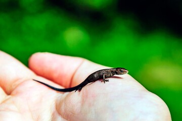 A small lizard sits on the palm of a child.
