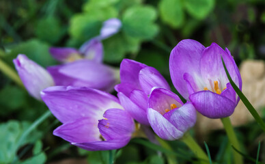 Flowers Crocus in the garden in summer