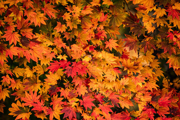 autumn leaves background