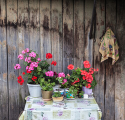 The pots of geraniums on the table on the background of wooden wall