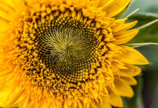 Decorative flower sunflower summer nature