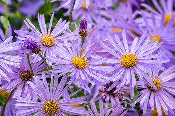 Aster x frikartii 'Monch' a lavender blue herbaceous perennial summer autumn flower plant commonly...