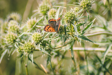 butterfly on a flower
