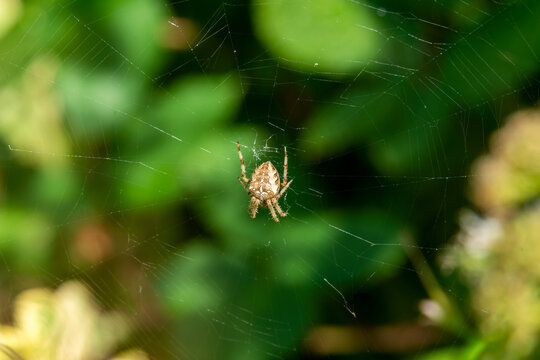 Cross Orb Weaver spider (araneus diadematus) or diadem spider is the common garden spider which catches its insect prey by building a silk web stock photo image