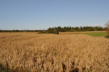 Corn  field at fall in Brittany