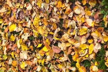 Autumn leaves on the ground