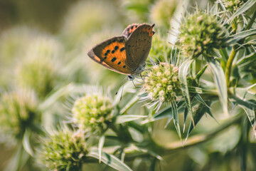 butterfly on a flower