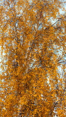 Autumn leaves on birch