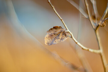 Fototapeta premium Brown lone autumn leaf on a branch. Close up. Soft focus