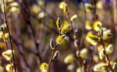Young willow shoots (Background, banner, Wallpaper, texture)