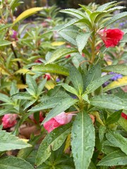 red and green leaves