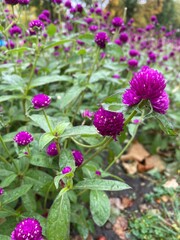 Fototapeta premium flowers in the garden