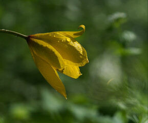 Closeup shots of flowers into nature in jena at summer