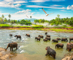 Elephants and jungle