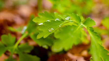 Water drops close-up on green leaves in November. Soft focus
