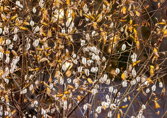 Fluffy flowers of a willow in spring
