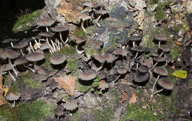Black mushrooms on a lying tree trunk