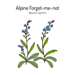 Fototapeta na wymiar Alpine forget-me-not Myosotis alpestris 
