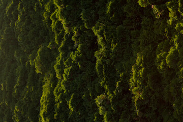 background with the green texture, hedge lit by the sun