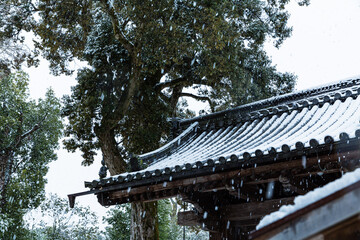 日本　京都の雪の積もった金閣寺の境内