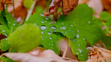 Drops of November rain on green leaves surrounded by dry autumn leaves. Soft focus. Close up