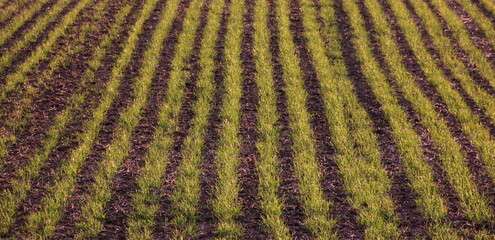 Rows of freshly sown green young grass growing on a field in early spring, Germany