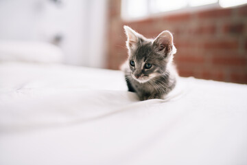 Naklejka na ściany i meble Beautiful and cute furry grey small kitty cat playing on the bed on a sunny day
