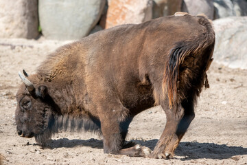 Yak
