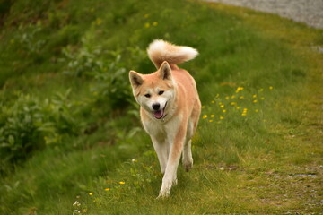 akita