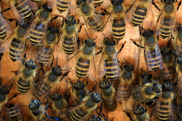 Japanese Honey bee (Apis cerana japonica) nesting in Japan - obrazy, fototapety, plakaty