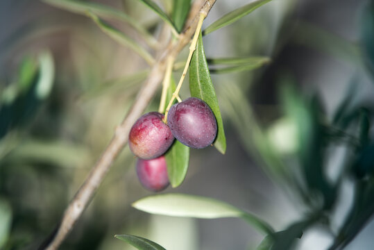 Fresh olives close up photo. Harvest season in France. Ripening fruits.