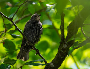 Wet starling bird sitting on a twig