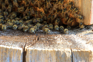 Japanese Honey bee (Apis cerana japonica) nesting in Japan