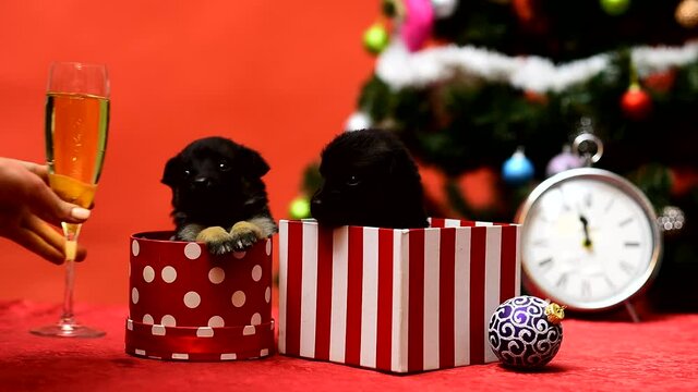 Funny puppy celebrate Christmas. Drink champagne. Gog on New Year party.