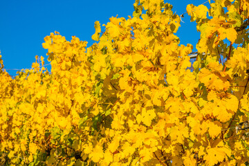Fototapeta premium Vineyards of Unterjesingen near Tübingen, Germany, with colorful autumn leaves with blue sky