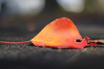 red maple leaf on ground