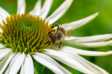 Honeybee collecting nectar on a echinacea flower blossom
