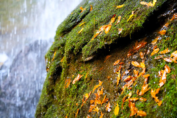 滝と苔と落ち葉