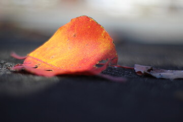 red maple leaf on ground